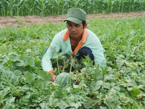 Trà Vinh: Đồng bào Khmer mạnh dạn chuyển đổi cây trồng, đời sống ngày càng ấm no