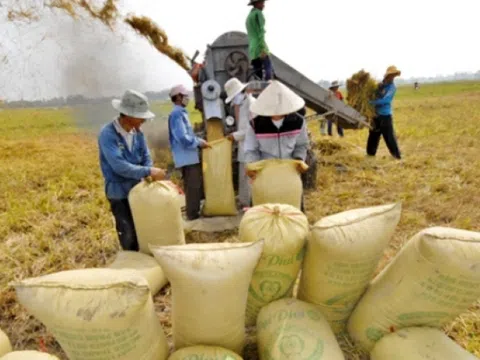 Giá lúa gạo ngày 28/5: Giá lúa gạo ổn định, giá gạo xuất khẩu tăng mạnh so với cùng kỳ