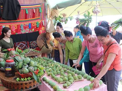 Sắp diễn ra Ngày hội xoài Yên Châu năm 2023