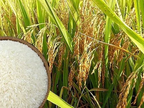 Giá lúa gạo ngày 09/6: Giá lúa nếp giảm nhẹ, thị trường dao dịch chậm