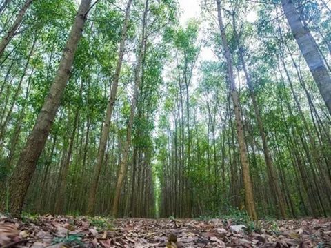 Người dân miền núi Quảng Nam trồng rừng gỗ lớn, phát triển kinh tế theo hướng bền vững