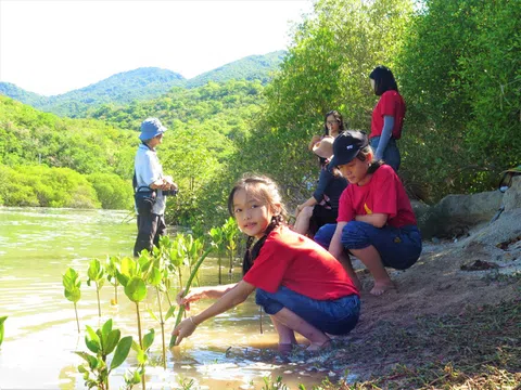 Khánh Hòa: Học sinh trải nghiệm trồng rừng ngập mặn tại Khu du lịch Đảo Hoa Lan