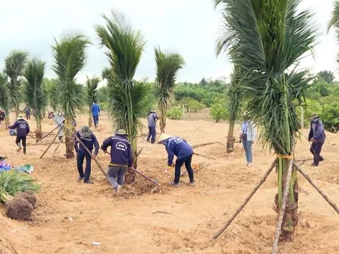 Quảng Ngãi sẽ trồng 185ha cây xanh tại Khu kinh tế Dung Quất và các Khu công nghiệp