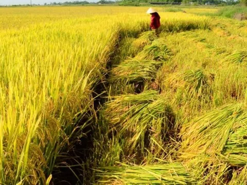Giá lúa gạo ngày 26/6: Giá lúa gạo ổn định, thị trường lúa Hè Thu sôi động