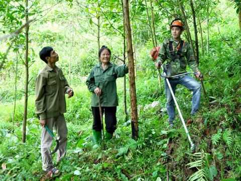 Thái Nguyên tăng cường các giải pháp bảo vệ, phát triển rừng, phát triển kinh tế rừng bền vững
