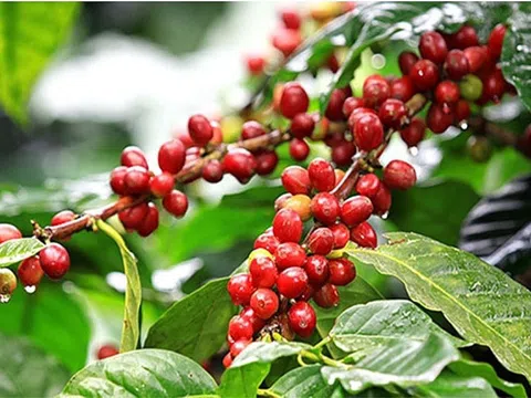 Giá cà phê trong nước tiến sát mốc 67.000 đồng/kg, giá cà phê Robusta tăng hơn 4% trên sàn thế giới