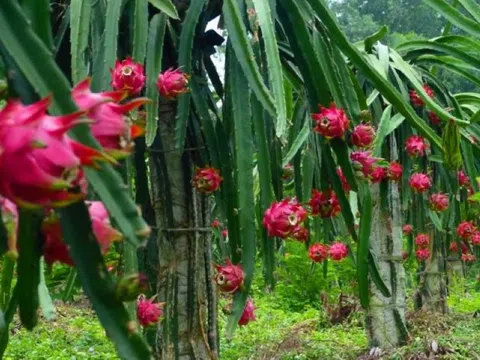 3 tháng qua, Sơn La tiêu thụ gần 160 tấn thanh long