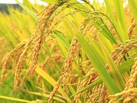 Nhu cầu mua nhiều, giá lúa gạo hôm nay tăng nhẹ