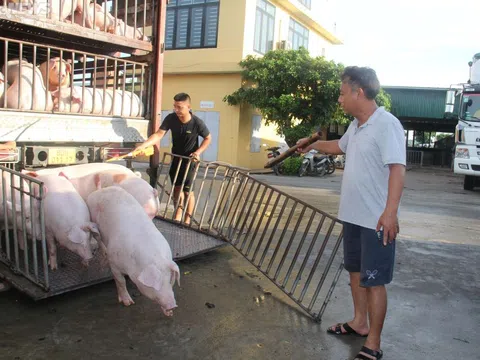 Giá heo hơi hôm nay giảm nhẹ ở miền Bắc, đi ngang tại miền Trung – Tây Nguyên