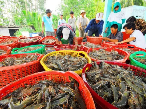 Cà Mau: Người dân lo lắng vì giá tôm nguyên liệu giảm sâu