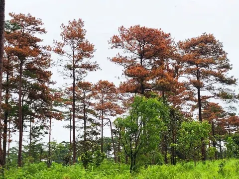 Lâm Đồng: Gần 100 cây thông 3 lá bị đầu độc