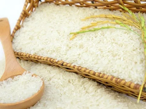 Giá lúa gạo hôm nay 28/7: Thị trường lúa gạo trong nước đi ngang, gạo xuất khẩu tiếp đà tăng mạnh