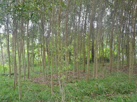 Quy định về chuyển đổi đất rừng sản xuất sang đất trồng cây lâu năm