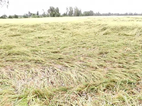 Mưa lớn kéo dài, hơn 32.000 ha lúa Hè thu ở Bạc Liêu bị đổ ngã, ngập úng