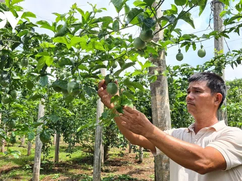 Chanh dây rớt giá, cơ hội để Gia Lai cơ cấu lại ngành hàng