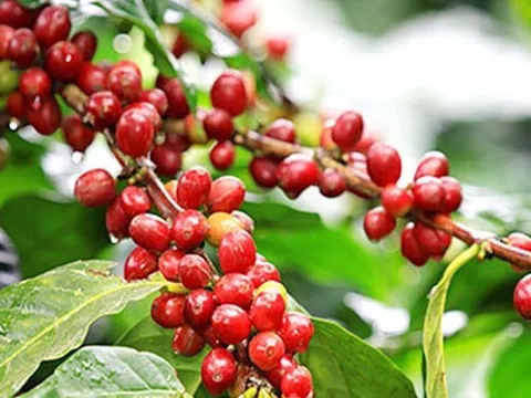 Giá cà phê ngày 07/8: Giá cà phê trong nước duy trì ở mức cao, giá thu mua cao nhất 67.000 đồng/kg