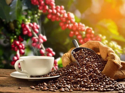 Giá cà phê ngày 13/8: Giá cà phê trong nước tiếp đà giảm, dao động từ 66.600 - 67.700 đồng/kg