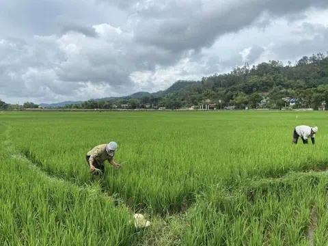 Tập trung phòng trừ sâu bệnh hại lúa vụ mùa