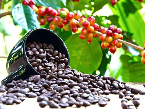 Giá cà phê ngày 18/8: Giá cà phê trong nước giảm nhẹ, cao nhất 64.700 đồng/kg