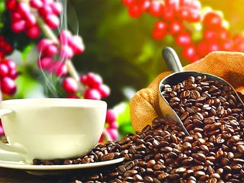 Giá cà phê ngày 23/8: Giá cà phê trong nước tăng nhẹ, cao nhất 64.600 đồng/kg