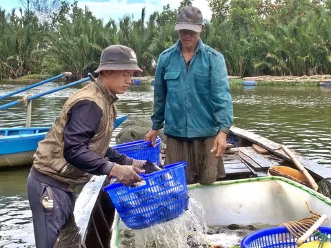 Giá bán giảm mạnh, người nuôi cá chẽm lỗ nặng