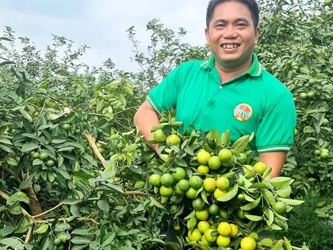 Anh nông dân dẫn dắt hợp tác xã cùng làm giàu từ "chanh tứ mùa"