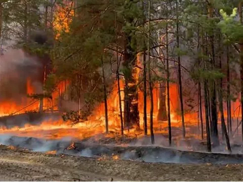 Cháy rừng đe dọa hàng trăm loài động vật hoang dã ở California