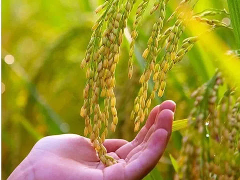 Thành lập Hiệp hội Ngành hàng lúa gạo Việt Nam