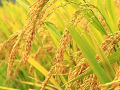 Giá lúa gạo hôm nay tăng nhẹ