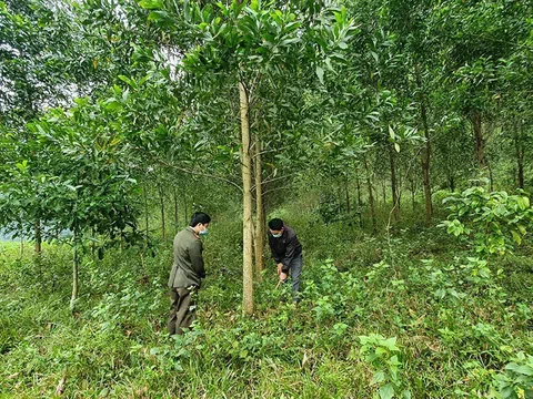 Bắc Giang: Phấn đấu đến năm 2025 có từ 16 nghìn ha rừng trồng gỗ lớn trở lên
