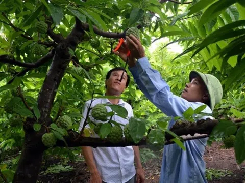 Sơn La: Chuyển đổi cơ cấu cây trồng tăng hiệu quả kinh tế