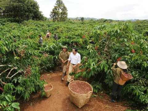 Cà phê được giá, nông dân mở rộng diện tích canh tác