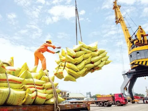 Giá lúa gạo tăng cao, doanh nghiệp gặp khó