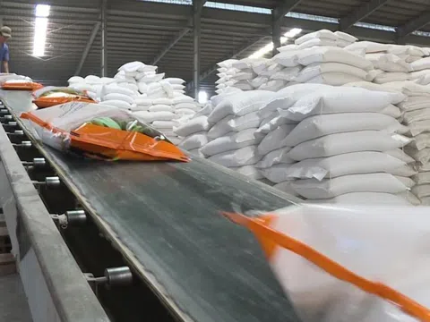 TP.HCM: Nguồn cung gạo Tết ổn định, đáp ứng đủ nhu cầu cho người dân