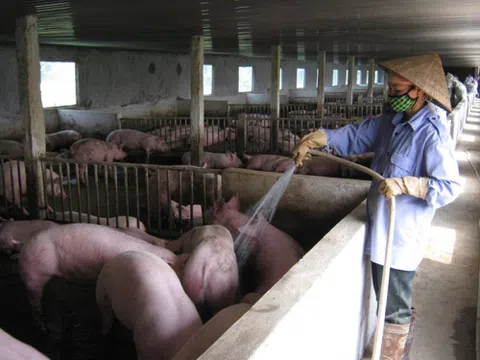 Đắk Nông: Yêu cầu dừng cung cấp con giống cho các trang trại vi phạm bảo vệ môi trường