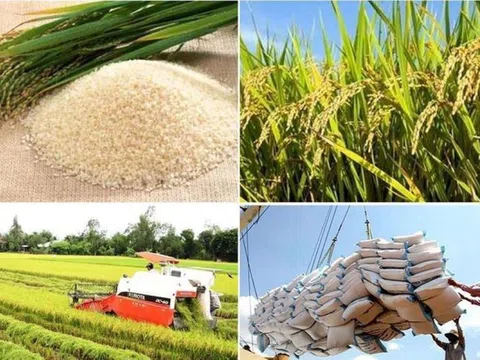Xuất khẩu gạo tiếp tục tăng trưởng trong năm mới