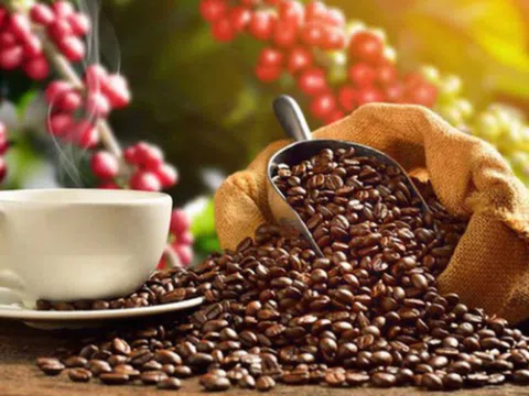 Giá cà phê ngày 20/12: Giá cà phê trong nước và thế giới cùng tăng mạnh