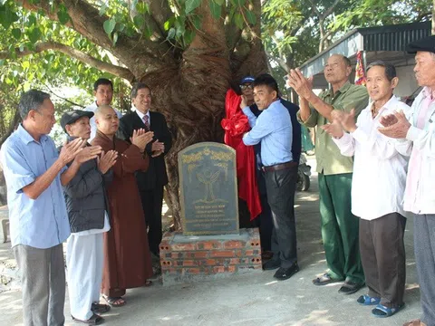 Ninh Bình: 4 cây cổ thụ trên 200 năm được công nhận Cây Di sản Việt Nam