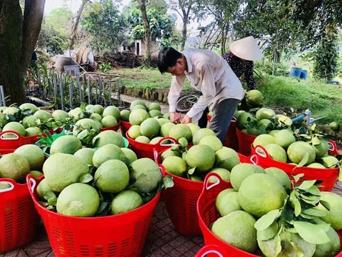 Hòa Bình tập trung phát triển và nâng cao chất lượng cây có múi