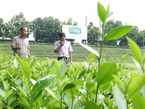 Diễn đàn “Kết nối sản xuất và tiêu thụ chè chất lượng cao” tại Phú Thọ, thúc đẩy phát triển ngành chè