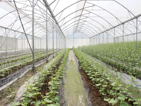 Bắc Giang: Nhiều xã được bổ sung vào danh sách phấn đấu đạt chuẩn nông thôn mới