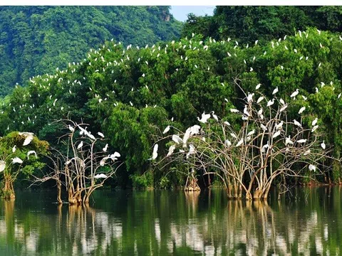 Rừng ngập mặn- giải pháp thích ứng biến đổi khí hậu và vai trò của địa phương