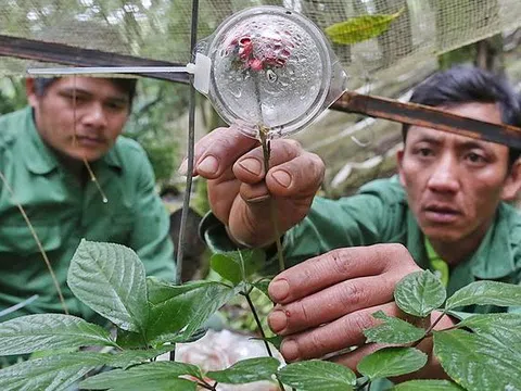 Kom Tum: Sâm Ngọc Linh chết hàng loạt, người trồng sâm khốn đốn