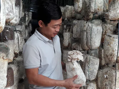 Hà Tĩnh: Vợ chồng 8X thu nhập hàng tỷ đồng từ trồng nấm