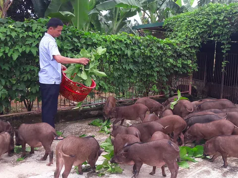 Hà Tĩnh: Nuôi lợn rừng bằng thảo dược, khách hàng ưa chuộng