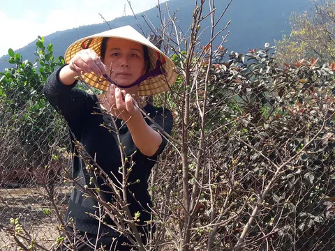 Thủ phủ mai vàng Hà Tĩnh vào vụ tết