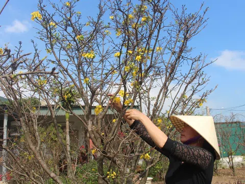 Hà Tĩnh: Trồng mai bán tết, nhiều hộ dân có thu nhập khá