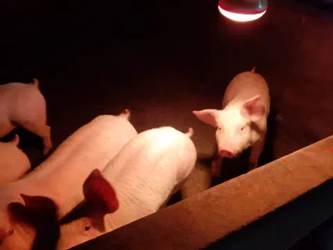 Nghệ An: Nông dân lắp đèn sưởi chống rét cho vật nuôi