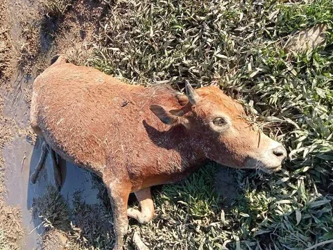Nghệ An: Rét đậm, rét hại khiến hàng chục con trâu, bò ở Kỳ Sơn bị chết