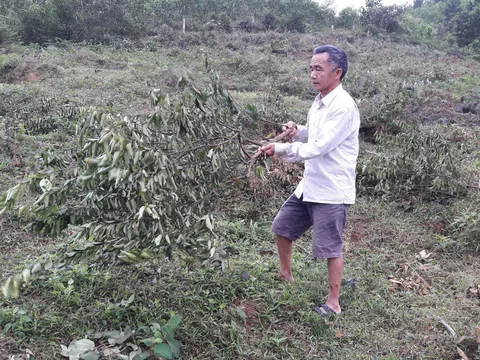 Một nhóm người vẫn ngang nhiên vào chặt phá cây của thương binh tại Hương Sơn